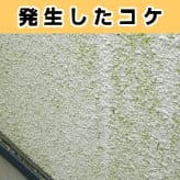 発生したコケ