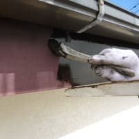 外壁塗装作業工程写真~下塗り